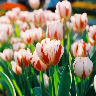 电影除碳卷胶片c41冲洗36张彩色胶卷负片菲M林分装卷2025年远期