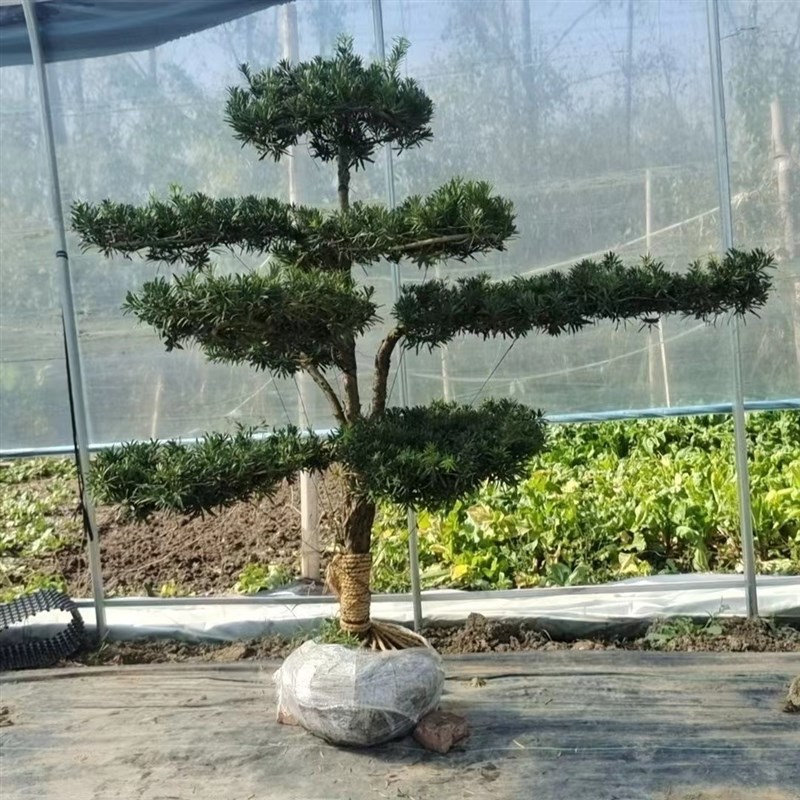 小叶雀舌罗汉松造I型树一对一选树