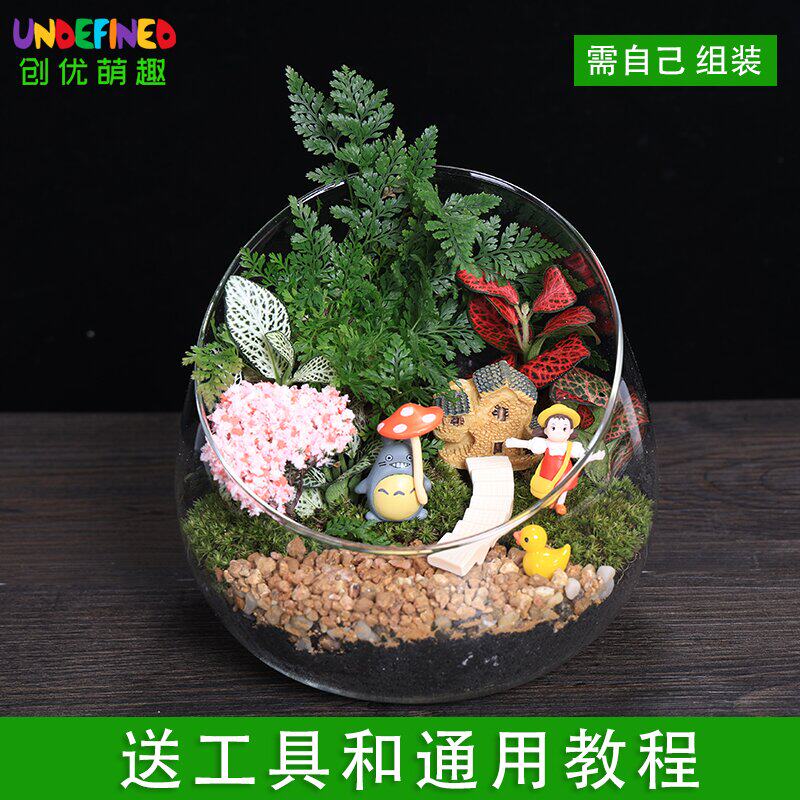 苔藓微景观盆栽绿植diy材料包桌D面迷你植物创意玻璃球生态瓶套装