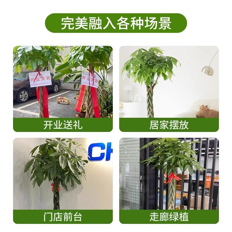辫子发财树c摆客厅大棵盆栽新房乔迁搬家绿植开业送礼植物2024新