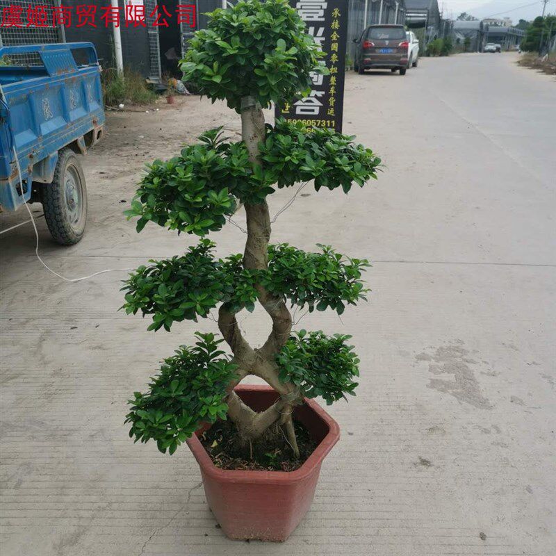 金钱榕盆栽绿植花卉大8字老桩造型s弯摇钱M树植物小叶人参榕树盆