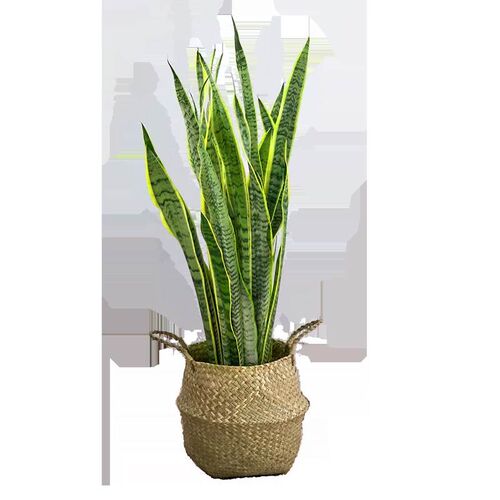 大盆栽金边虎皮兰客厅绿植t新房落地真绿植办公室好养易活耐旱绿