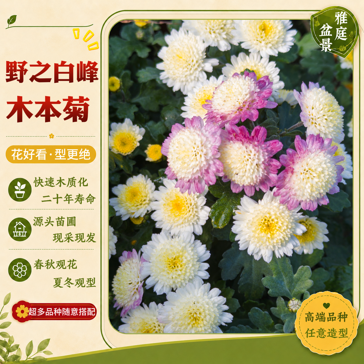 【野之白峰】木本盆景菊花多年生耐寒室内好养盆栽进口品种菊花