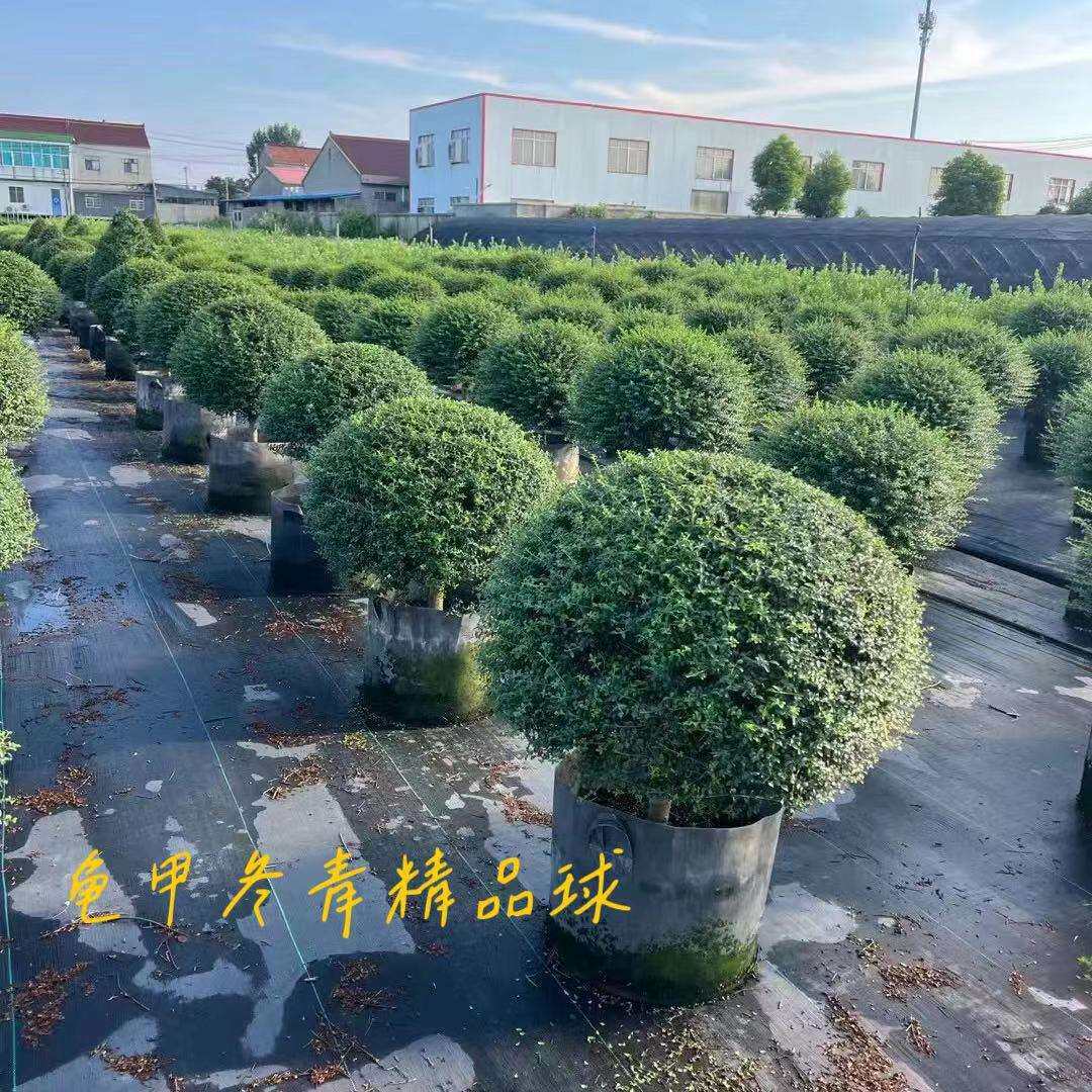龟甲冬青树苗齿叶冬青球小叶黄杨球四季常青庭院绿化苗景观造型苗