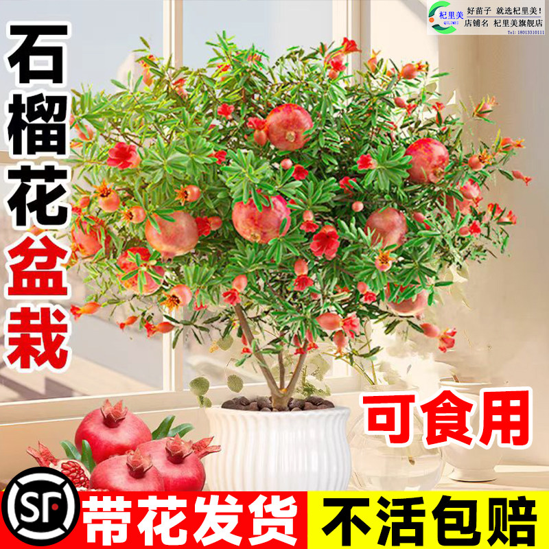 速发石榴可苗盆栽带果发货花食用植花室内外物卉绿植年宵花四季开