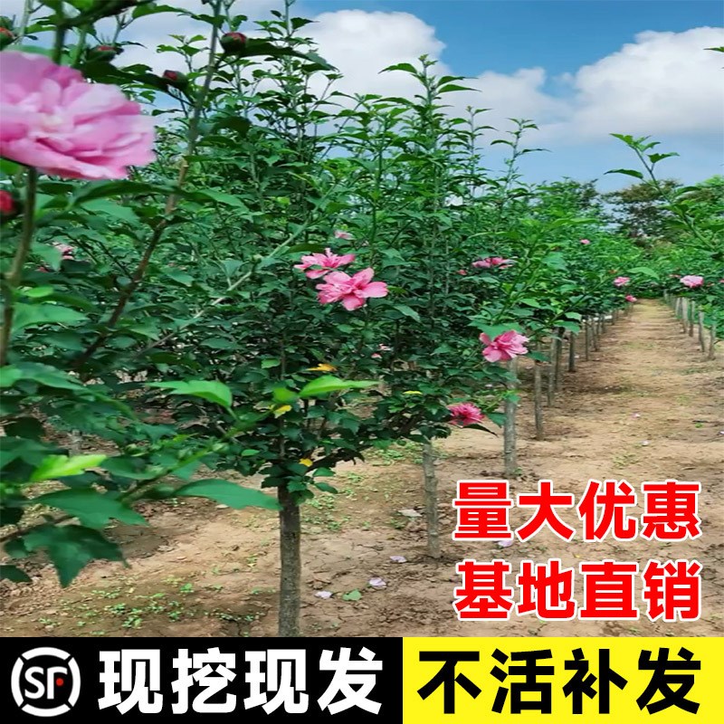 速发庭院木槿花围墙围栏绿篱笆四季种植耐寒灌木工程绿化