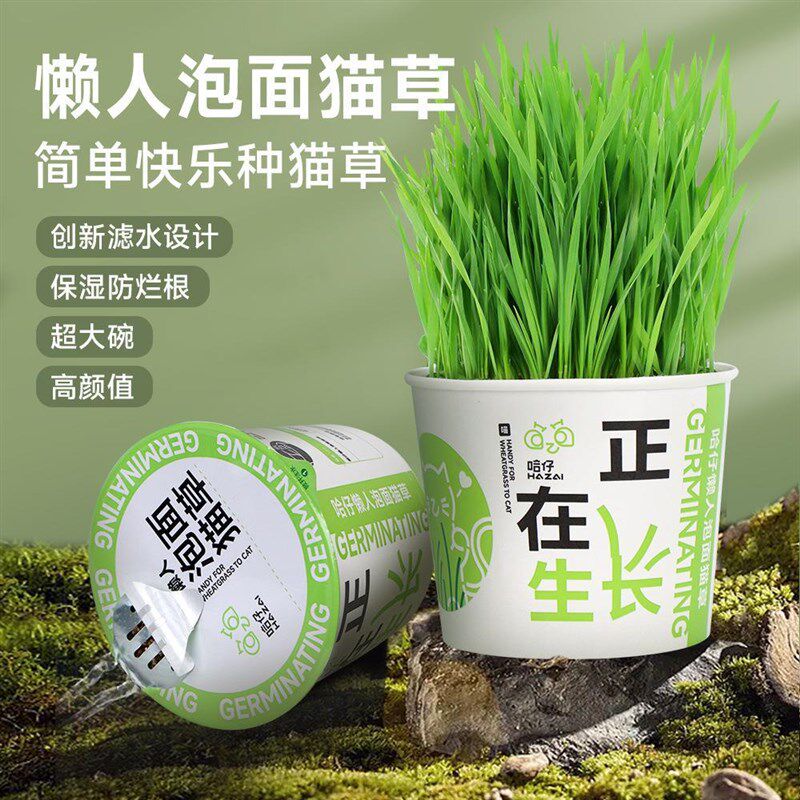 速发懒人泡罐猫草猫咪吐毛球盆栽小麦毛培化土去毛球猫咪零食面头