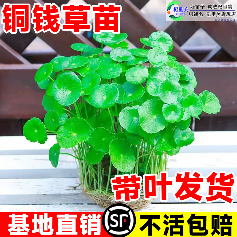 速发铜钱草水植植物盆栽室内小绿培花钱水养金卉草籽水生四季好养