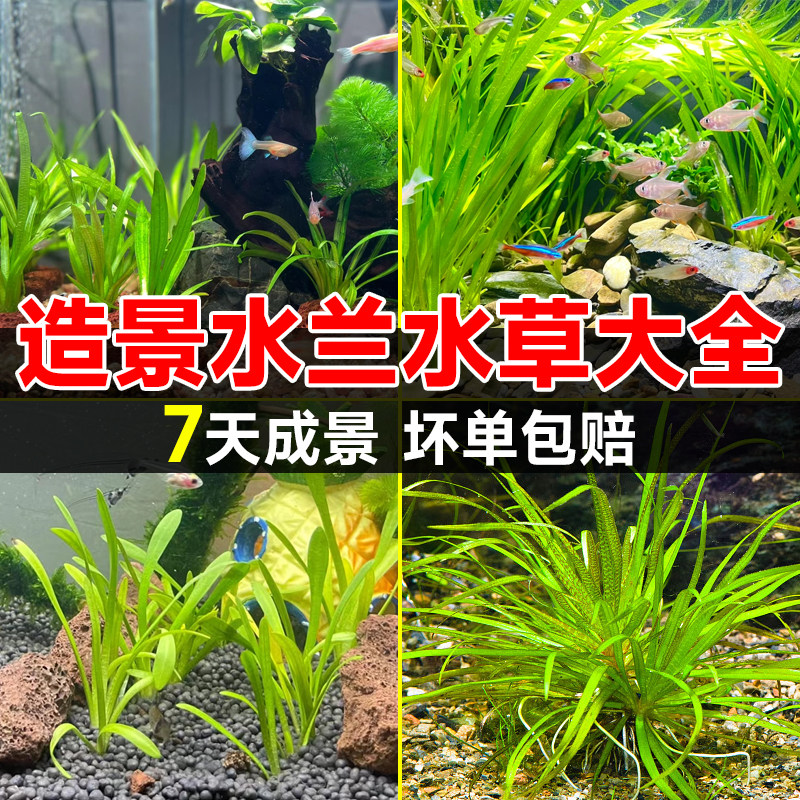 速发水兰水草植物鱼缸大小叶扭兰龙舌兰真草阴性前后景古法养鱼造