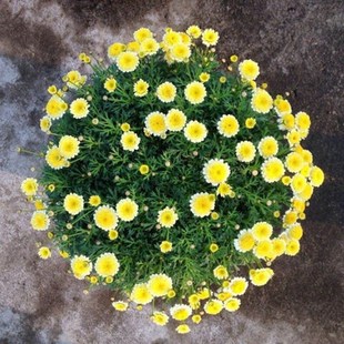 速发玛格丽特花 盆栽 茼蒿菊 法兰西菊 木春菊 多年生草本 巧云花
