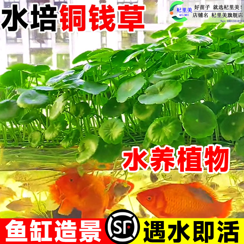 速发鱼缸造景水养铜钱草鱼缸水培水草植物放品籽大叶金钱草精绿植