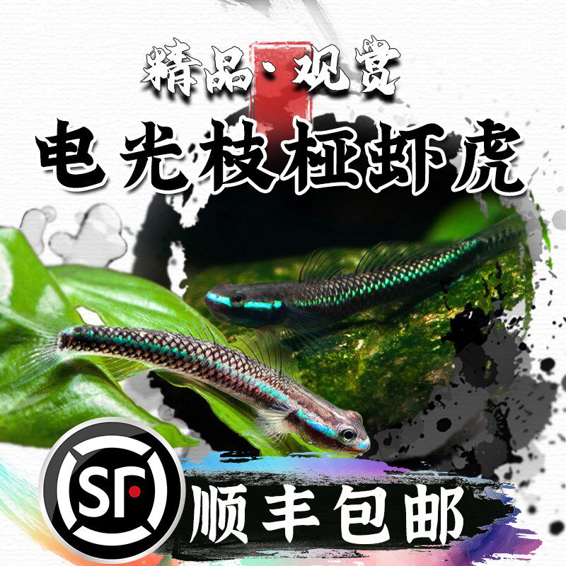 速发电光枝桠鱼虎氏枝桠虾虎虾水淡冷水饲养原生除藻清洁工具鱼