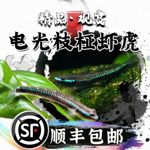 速发电光枝桠鱼虎氏枝桠虾虎虾水淡冷水饲养原生除藻清洁工具鱼