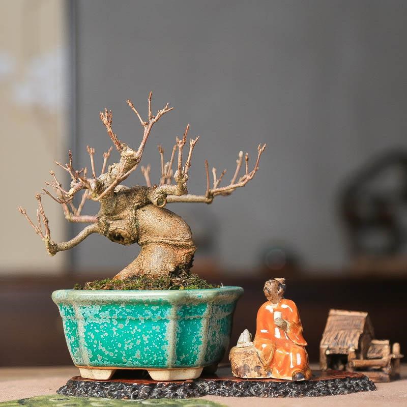 原生唐枫矮霸年功老m桩三角枫观叶植物枫树红枫杂木落叶小品盆栽