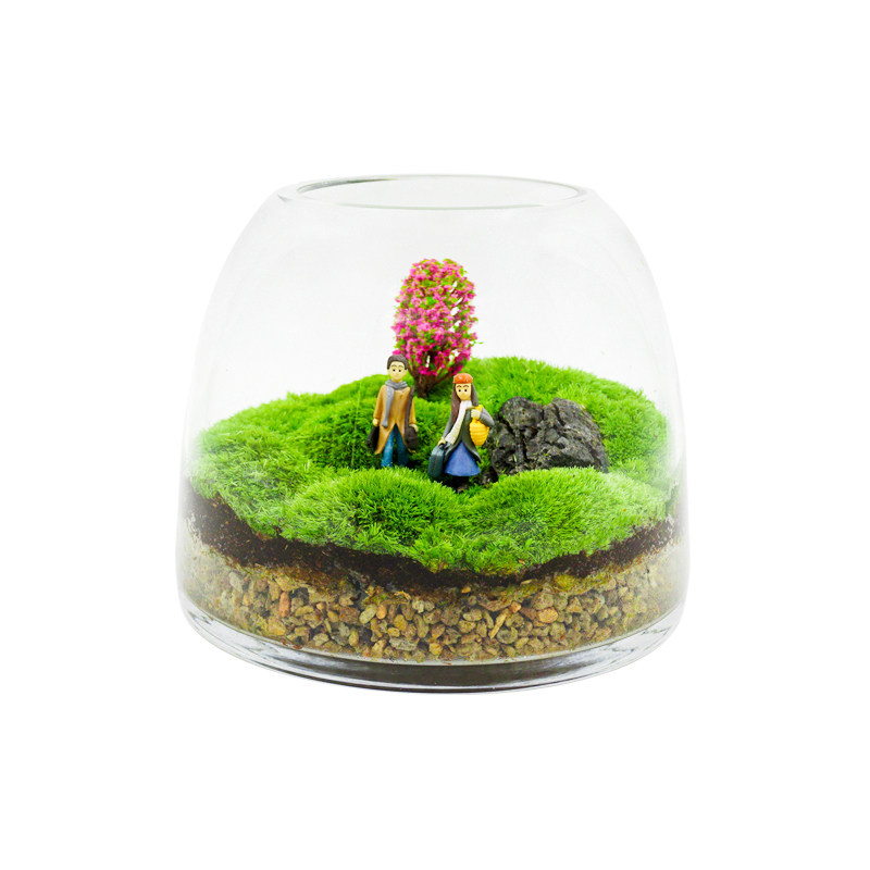 青苔苔藓植物活玻璃缸瓶装闷w养微景观微观生态瓶微缩盆栽绿植盆
