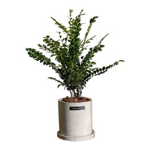 亲爱的绿植小叶紫檀盆景室内客厅办公H室好养活草本盆栽送长辈礼