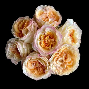 新品造型师月季单头大花切花B庭院阳台盆栽四季开花玫瑰花苗