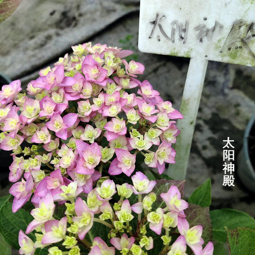 新品绣球花大苗室内阳台盆栽庭院B花卉植物三河千鸟有松佳澄爆米