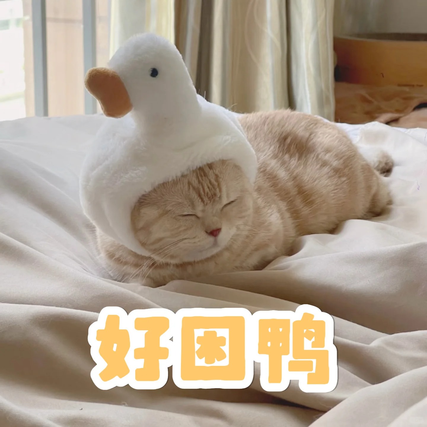 貓咪大白鵝帽子寵物可愛頭套