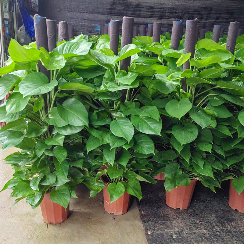 大叶绿萝柱盆栽室内大型绿植办公室四季常青绿箩萝T除甲醛净化空