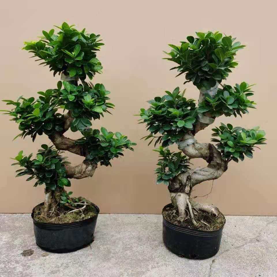 榕树盆景大号八j字榕人参榕盆栽室内客厅四季常青植物好养易活绿