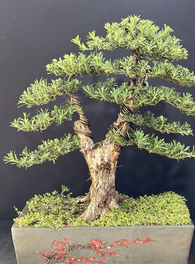 原生提根罗汉松盆m景老桩雀舌米叶室内盆栽庭院常绿景观树一物一