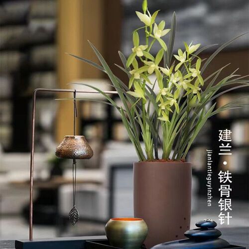 【铁骨素12苗带5至8花苞】四季开花原盆K原土浓香型兰花客厅细叶
