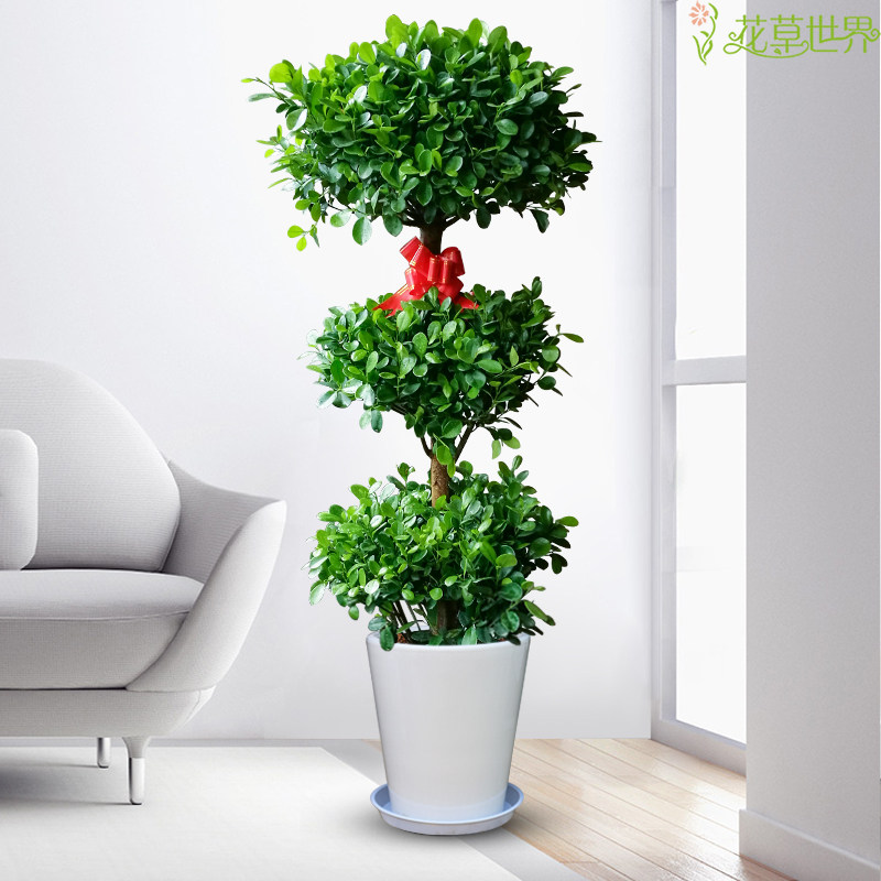1.7米金钱榕盆栽 榕树大型w观叶植物 喜光绿植客厅阳台办公室摆放,鲜花速递/花卉仿真/绿植园艺,大型绿植/成品组合盆栽,淘宝优惠券,粉丝福利购,淘宝优惠卷