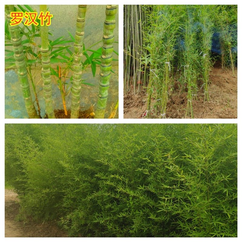 竹子苗庭院耐寒大型观赏竹子盆栽四季常青M紫竹苗黄金竹罗汉竹刚