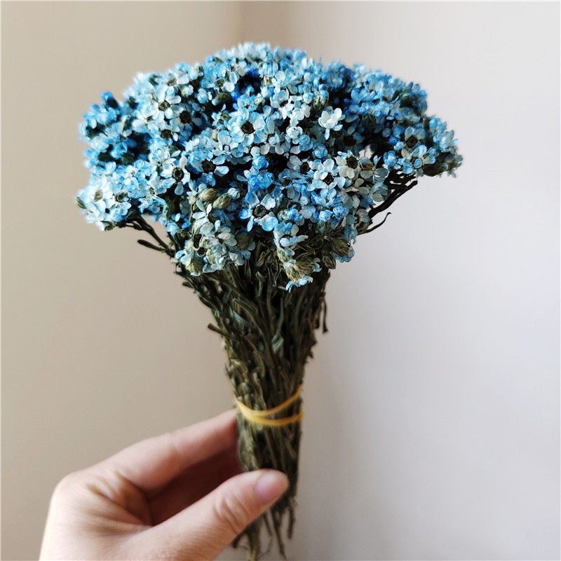 干花diy文艺小白菊长得像法国白梅迷你真花花瓶W藤编花环白色