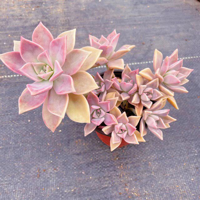 韩国初恋老桩胧月多肉植物整桩无砍室外N阳台盆栽大老桩好度夏