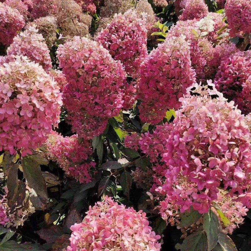 晓荷的花园大花圆l锥绣球香草草莓东北地栽苗耐寒耐热盆栽好养易,鲜花速递/花卉仿真/绿植园艺,绣球/木绣球/木本植物,淘宝优惠券,粉丝福利购,淘宝优惠卷