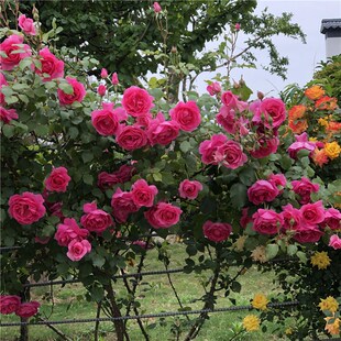 爬藤月季大游行浓香大花藤本月z季玫瑰花苗花卉阳台庭院蔷薇苗花