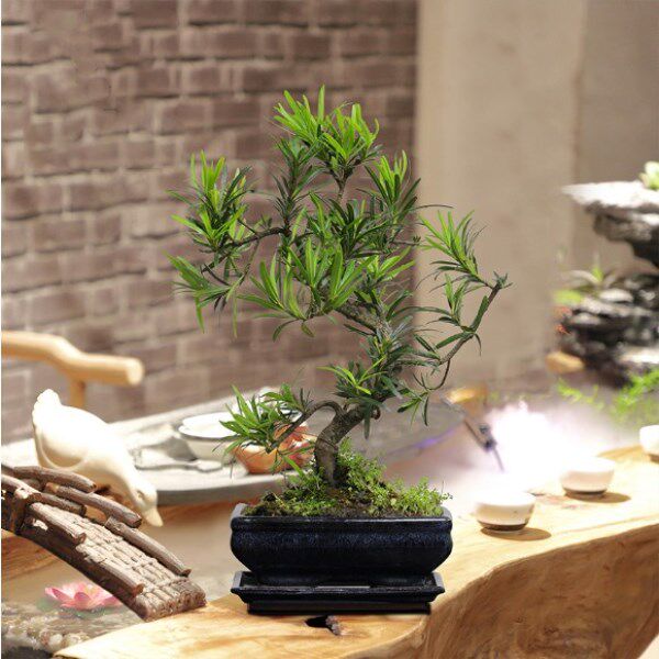 小叶罗汉松苗f盆栽植物树桩雀舌罗汉松榆树紫檀松柏崖柏造型盆景