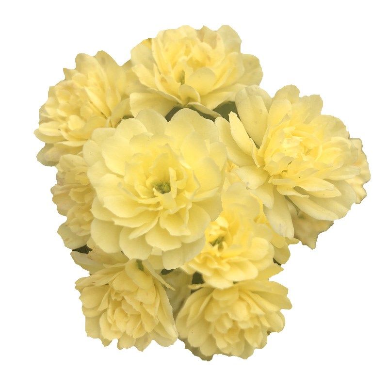 木香花 黄花木香 攀缘花卉 盆栽植物 M垂直美化 藤本植物瀑布,鲜花速递/花卉仿真/绿植园艺,月季/蔷薇/玫瑰,淘宝优惠券,粉丝福利购,淘宝优惠卷