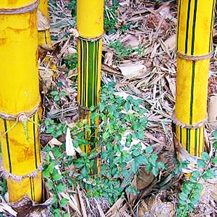 正宗小琴丝竹有竖纹观赏竹文人竹孝顺竹子苗德T艺兰园老桩盆景竹