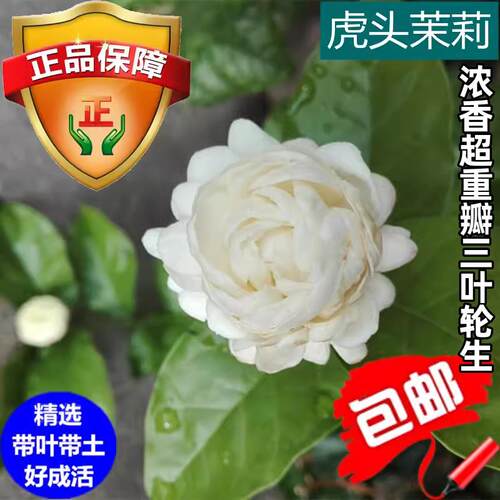 ll虎头茉莉 超重瓣四季开花浓香盆栽 大花茉莉 多年生植物开花不