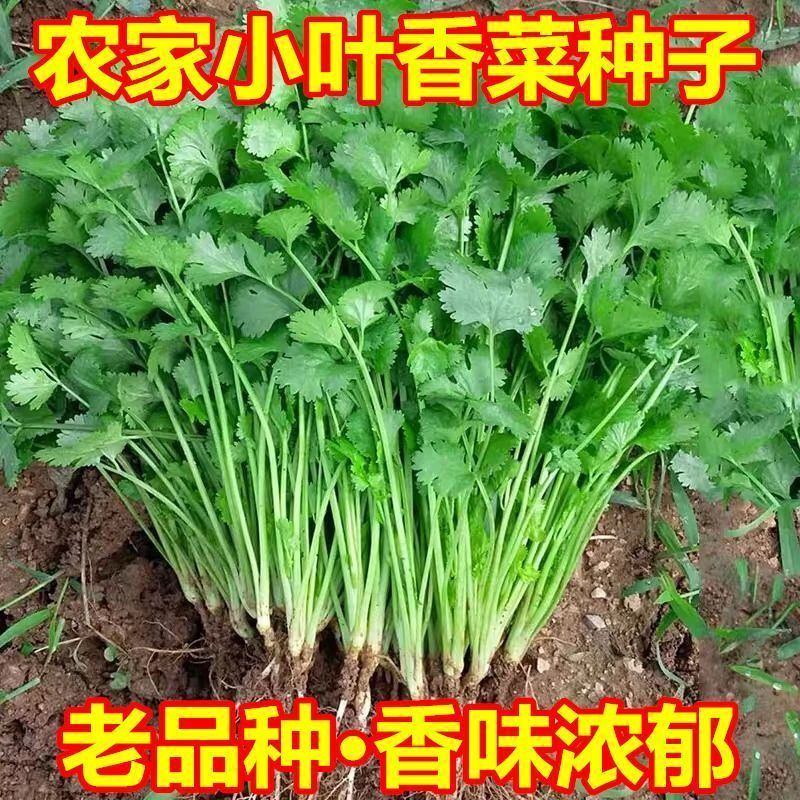 四季速生小叶香菜新鲜蔬菜香菜浓香味正三天生香菜农家种大叶香菜