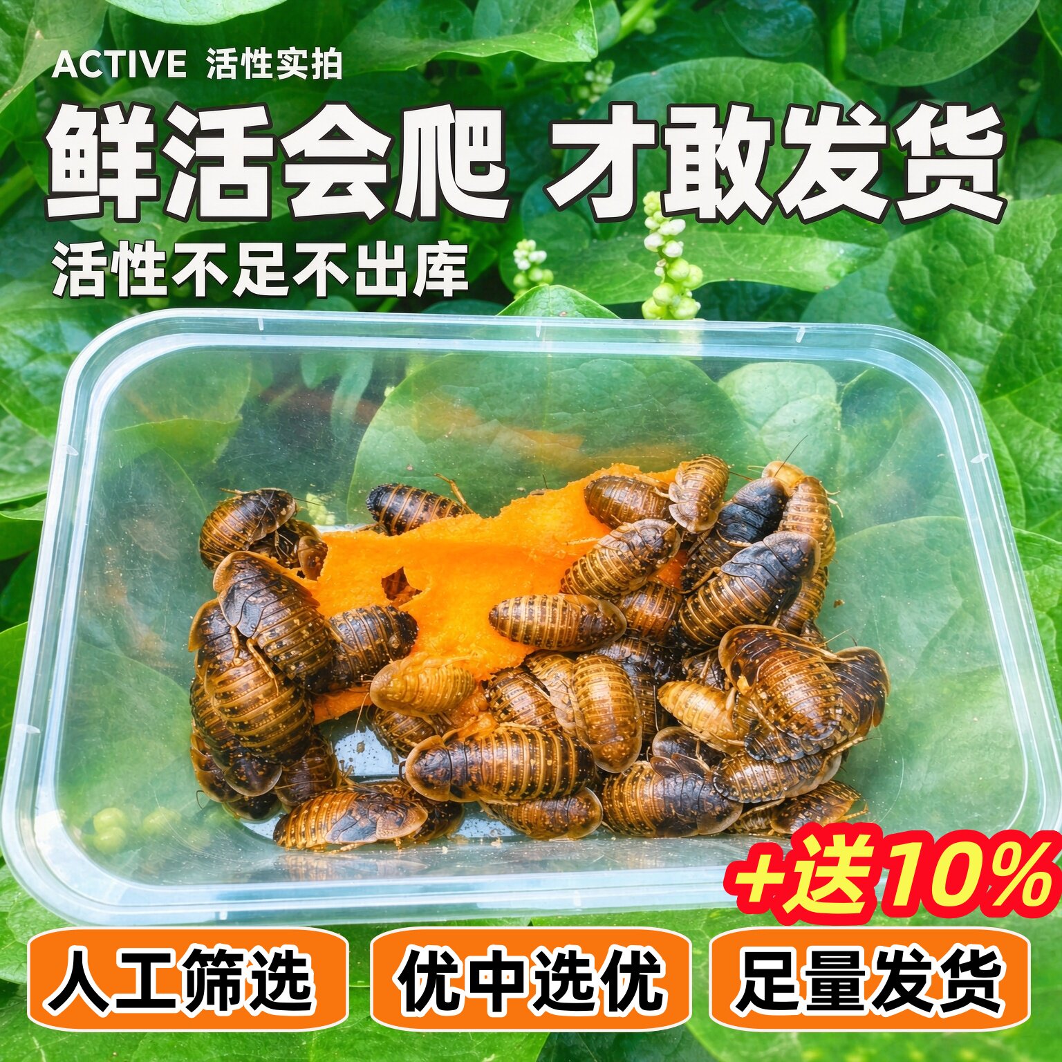 杜比亚蟑螂活体宠物饲料爬宠鬃狮龙鱼活饵鸟类爬宠饲料繁殖组樱桃