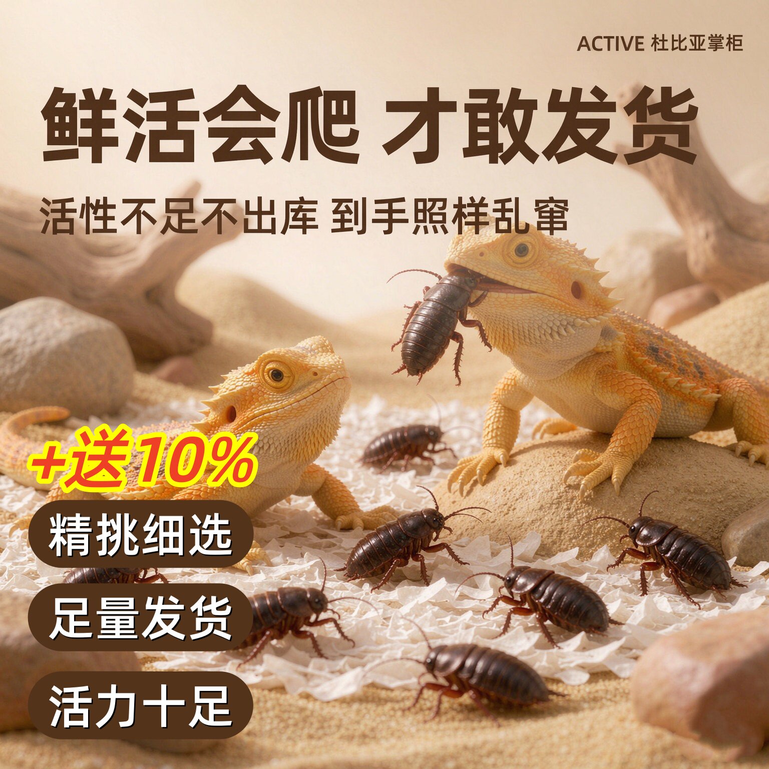 杜比亚蟑螂活体大中小昆虫爬宠鬃狮守宫蜥蜴营养饲料幼体繁殖组