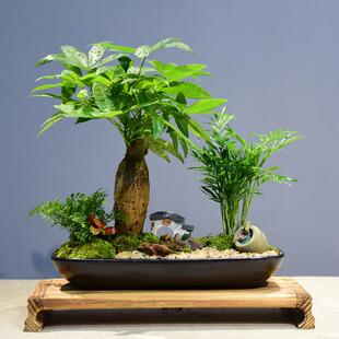 迎春花盆景发财树盆栽招hy201981树办公财室内客厅四季业好活绿植