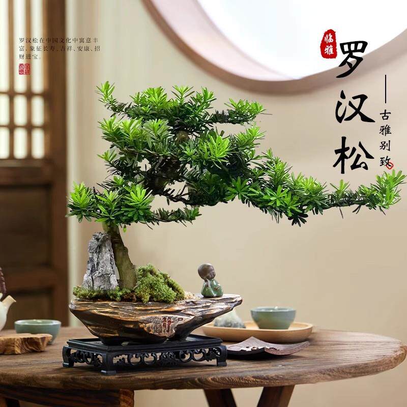 罗汉松盆厅景迎客松造型室内大型室植物客绿盆植栽老桩szr-lhs办