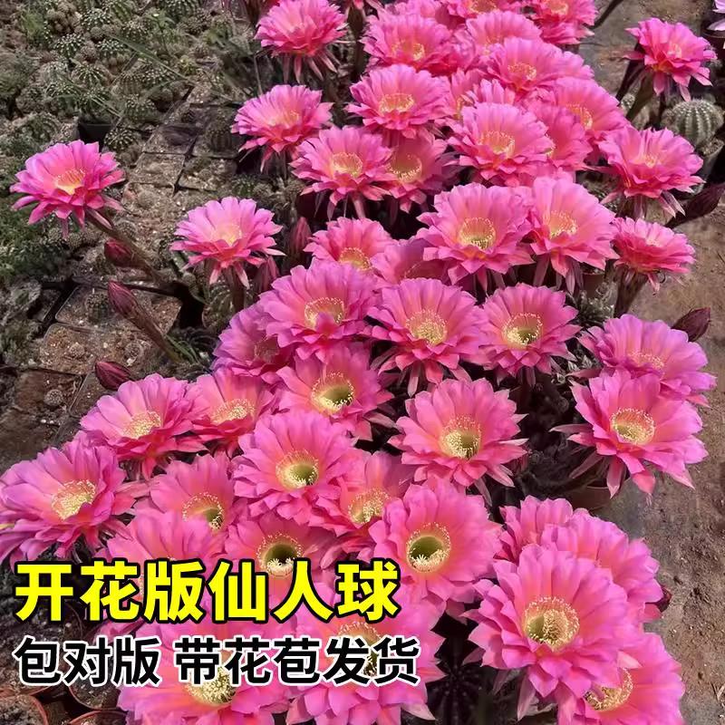 开仙人球小仙人掌科花带苞绯花玉精品多879+\/*+肉植物幼儿园盆栽