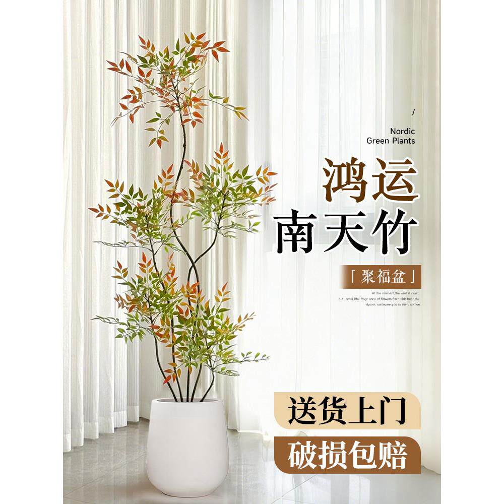 天地竹盆栽客厅大型南绿植真火焰红老树桩办公室内高级感落L42601