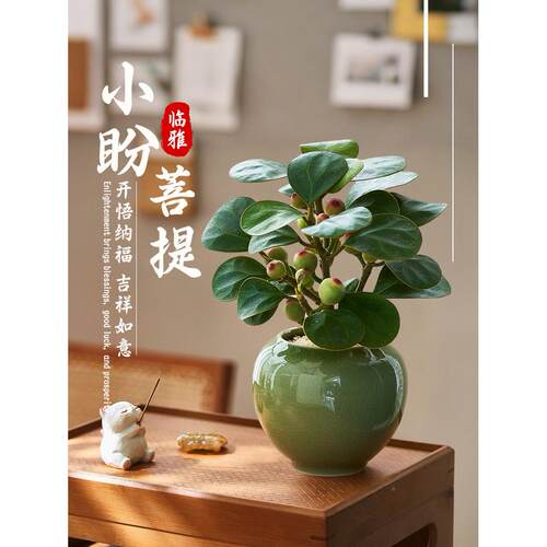 小盼提菩树禅意盆栽带果植物室内桌面摆景盆办公室绿植四季好579
