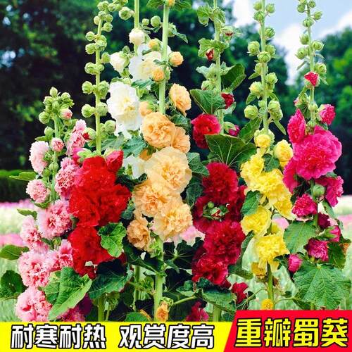 重瓣蜀葵花种子花籽孑四季播种开花庭院多年生一丈红阳台盆栽秧苗