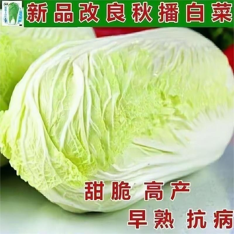 十八斤白菜王叶多多大白菜高产早熟黄心卷芯大白菜秋天冬季蔬菜籽