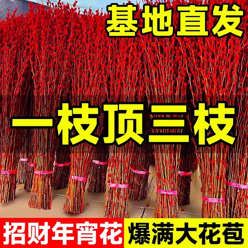 银柳真花鲜枝客厅摆件四季干花新年红色喜庆福桶招财年宵花卉盆栽