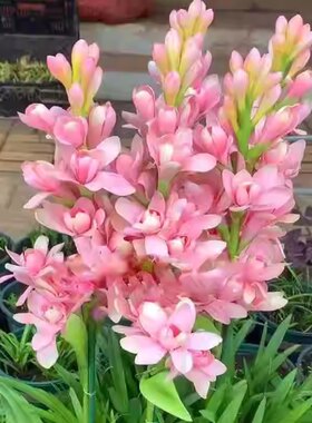晚香玉种球夜来香花苗浓香型多年生植物室内外庭院四季易种活花卉