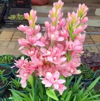 晚香玉种球夜来香花苗浓香型多年生植物室内外庭院四季易种活花卉